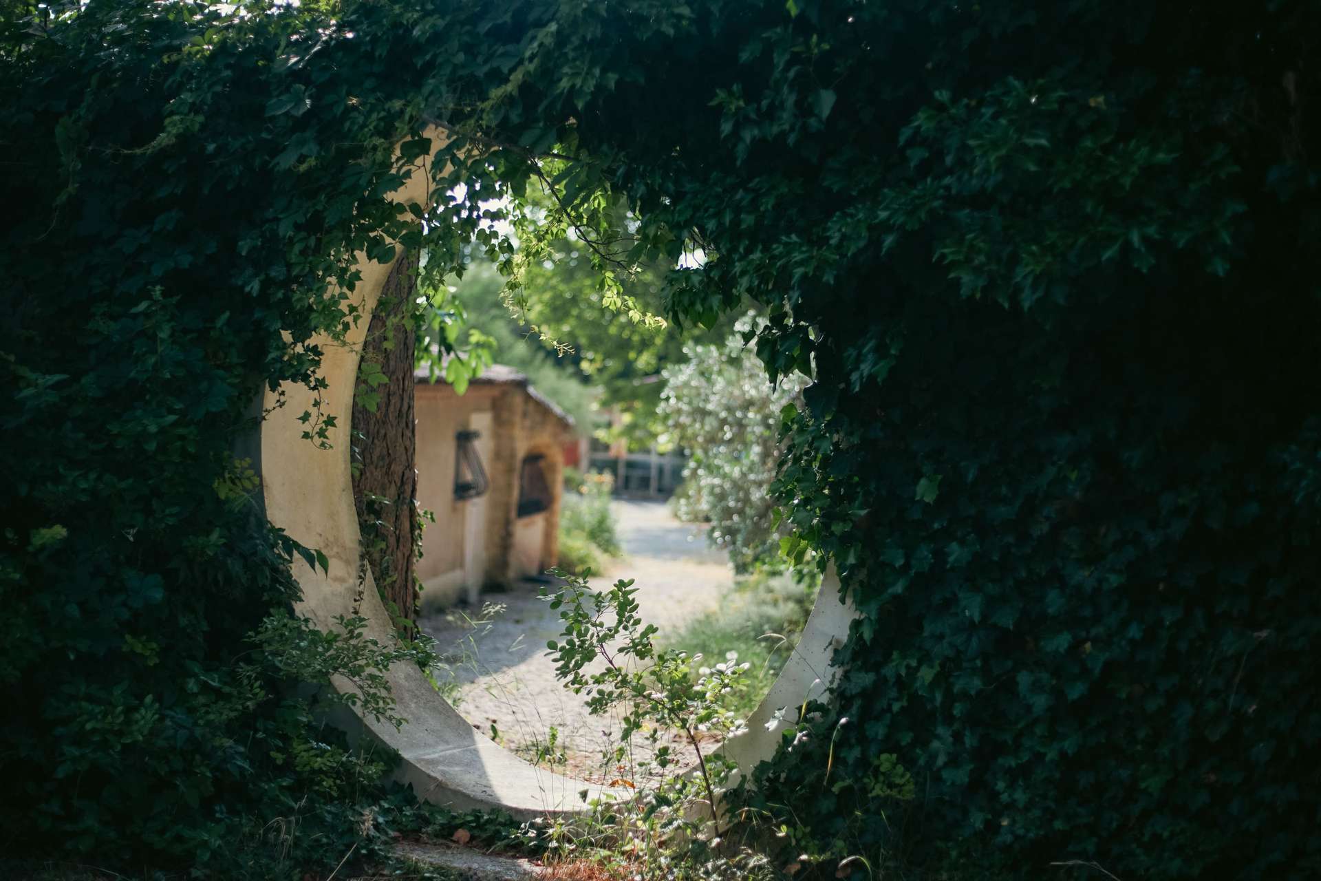 Végétation dans le parc